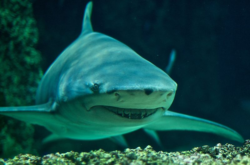 And the award for the worst ratio of scariness of shark to prettiness of name goes to...the sickle fin lemon shark, whose name sounds like a Harry Potter candy but who looks like he wants to eat your face. <em>Negaprion acutidens</em> can reach sizes of 12 feet long and occasionally attacks humans, especially if provoked.