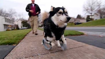 How 3-D printing made the perfect prosthetic legs for Derby the dog