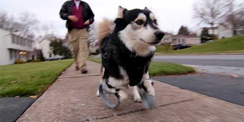 How 3-D printing made the perfect prosthetic legs for Derby the dog