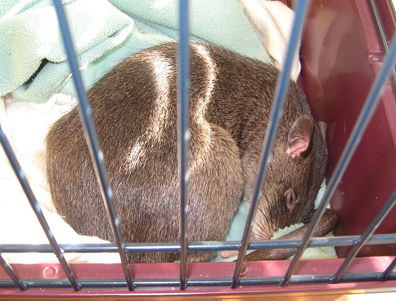 Giant Rats Can Detect Tuberculosis With Greater Accuracy than a Microscope Test