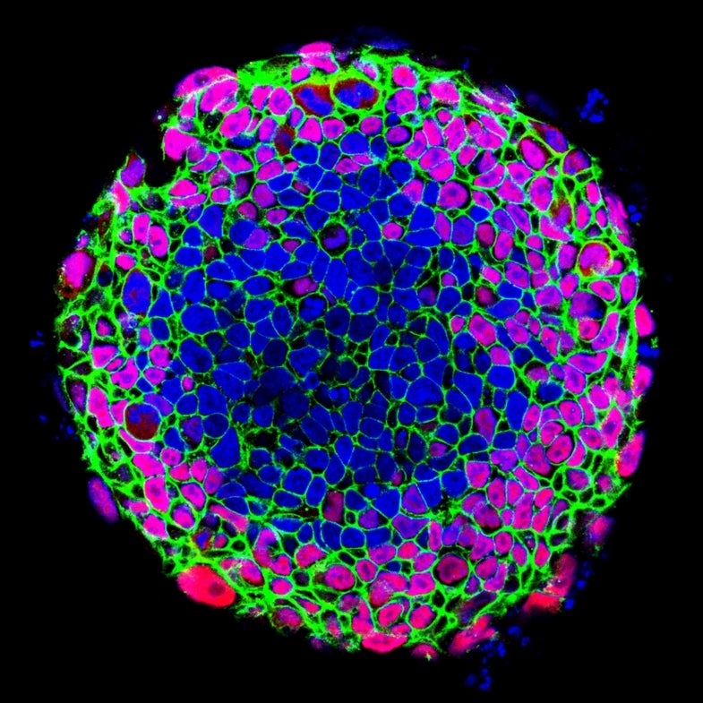 Stem Cells photo