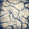 Here's the <em>C. elegans</em> photo Wright took with her phone. It shows the worms clumping together after they have eaten all of their food, <em>E. coli</em> bacteria. She actually did share this picture on Instagram and got a lot of responses from non-scientist friends, <a href="http://www.princeton.edu/artofscience/gallery2013/one.php%3Fid=394.html">she wrote</a>.