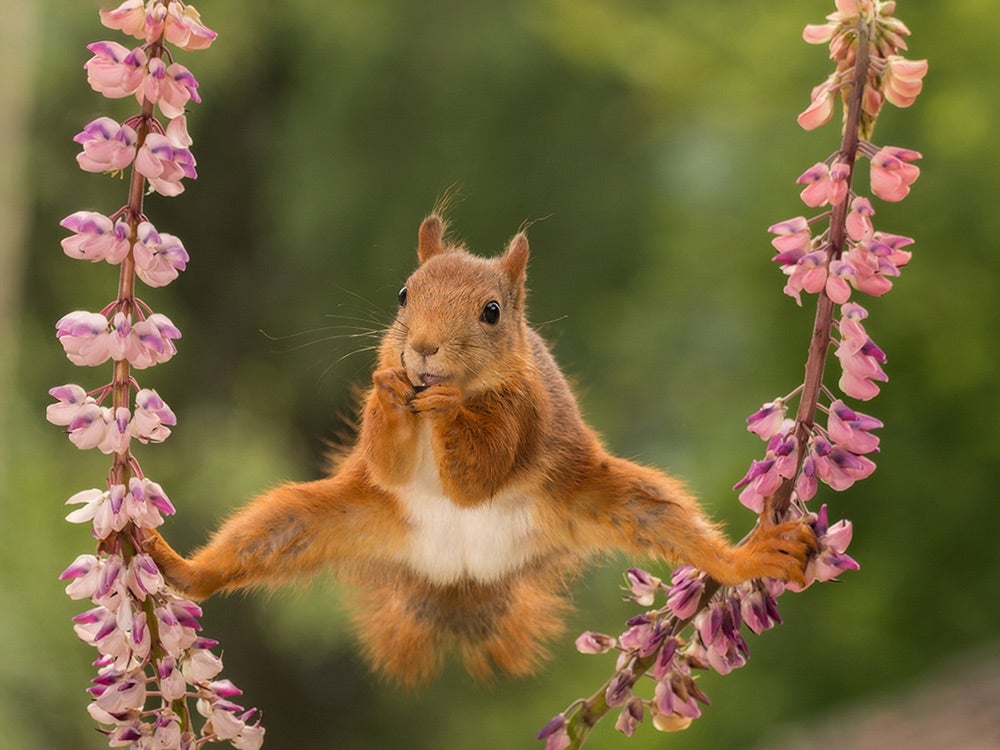 squirrel doing the splits