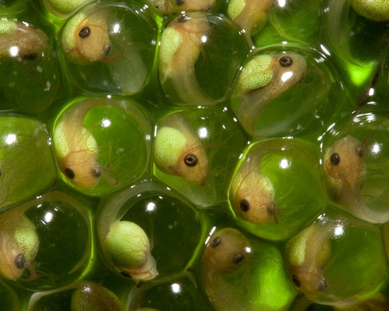 Four-day-old tree frog embryos