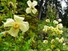 Growing at elevations of more than 10,000 feet in the mountains of Nepal, it's no surprise <em>Meconopsis autumnalis</em> hasn't been found before--except it has, twice. Once in 1962 and once in 1994. Both times it was written off as a known plant. Only this year did botanists realize what it actually was.