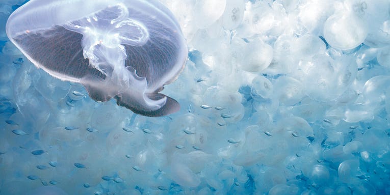 8 Ways Jellyfish Are Awesome And Terrifying