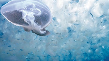 8 Ways Jellyfish Are Awesome And Terrifying