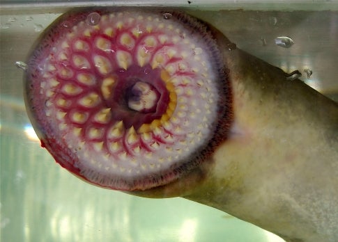Just two years ago, a lamprey fossil was discovered, which extended the animal's reach back through 360 million years on Earth. What is most impressive about the lamprey—and perhaps most fitting, as it is certainly the most primitive vertebrate we know of—is that it managed to specialize very early on in its existence, and specialize so well that it needed very few adaptations through the four major extinction events it has so far survived. It is one of only two vertebrates to remain jawless; it never evolved fins, scales, true teeth, or limbs. And while today's lampreys are slightly longer than those from hundreds of millions of years ago, they are very much alike in most every other respect.