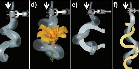 Video: Harvard’s Robotic Tentacle Can Lift a Flower Without Crushing It
