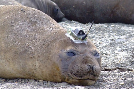 Seal With Sensor