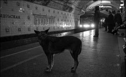 Moscow’s Stray Dogs Evolving Greater Intelligence, Including a Mastery of the Subway