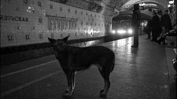 Moscow’s Stray Dogs Evolving Greater Intelligence, Including a Mastery of the Subway