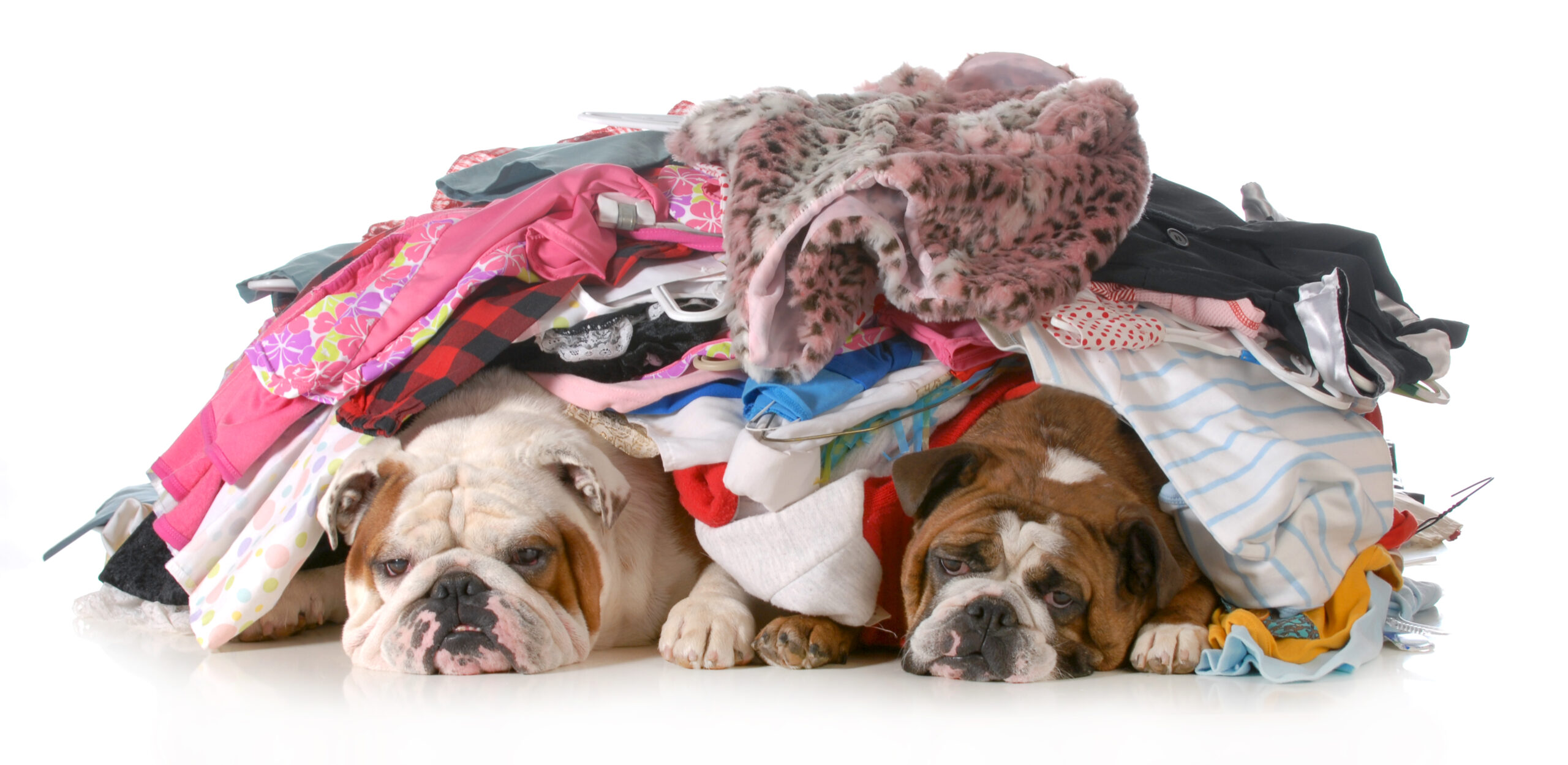 Bad news: Bed bugs like the smell of your dirty laundry