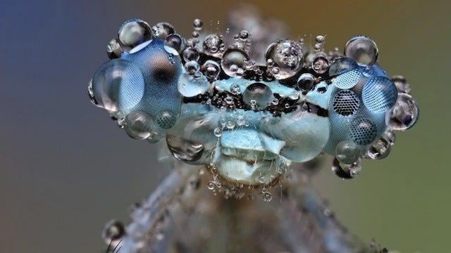 Ondrej Pakan's gorgeous macro shots of insects bedecked with dewdrops are just about the prettiest shots of what are basically just wet bugs we've ever seen. See more <a href="http://io9.com/5892294/behold-the-jewel+like-beauty-of-dew+covered-insects-photographed-close+up">here</a>.