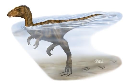 Scientists have found plenty of evidence that theropods were often feathered, but there's more debate about other types of dinosaurs.