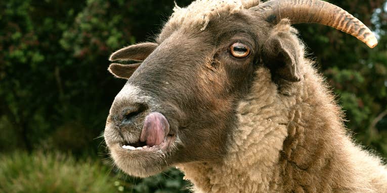 6 vegetarian animals we never suspected would have a taste for blood