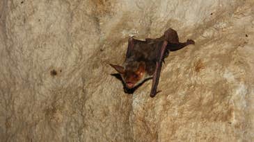 Far From Blind, Bats Use Polarized Light to Find Their Way
