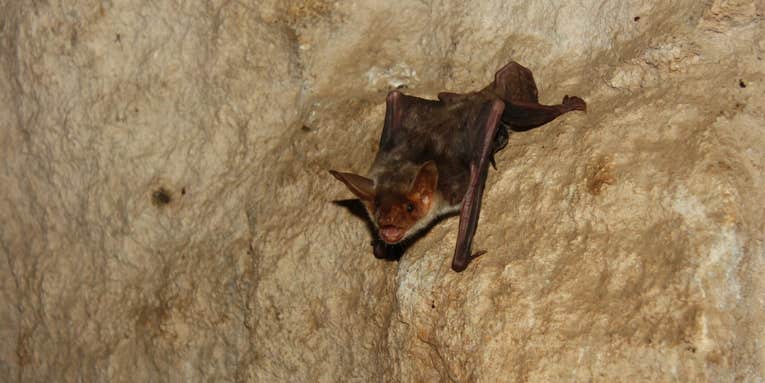 Far From Blind, Bats Use Polarized Light to Find Their Way