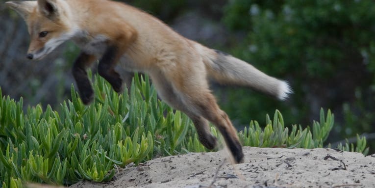Foxes Use Earth’s Magnetic Field To Hunt Prey, Scientists Say