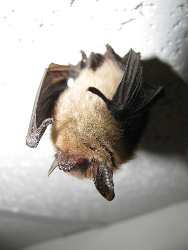 Bat hanging