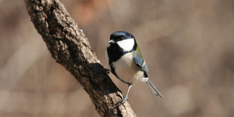 These Songbirds Can Speak To Each Other Like Humans Do