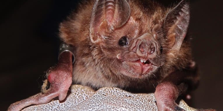 Vampire bats could soon swarm to the United States