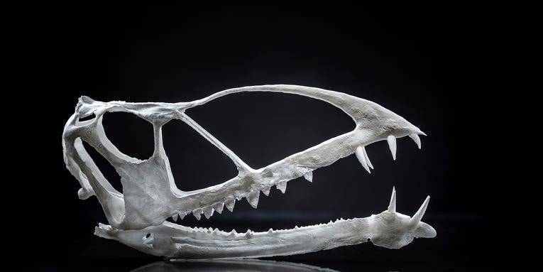 Check out these new flying pterosaur bones