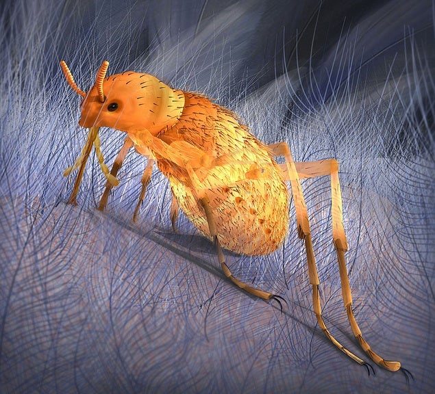 This flea, some 10 times the size of today's fleas, used to climb up dinosaurs' feathery bellies and suck their delicious prehistoric blood. It has been found in fossil form in Inner Mongolia. Read about it <a href="http://www.livescience.com/20031-giant-flea-insect-pest-plagued-dinosaurs.html">here</a>