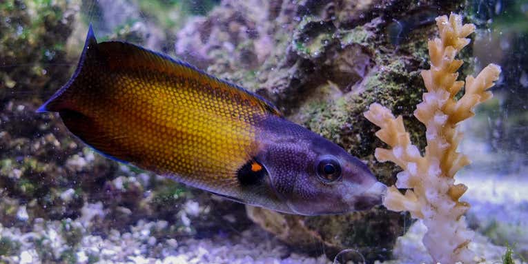 Slimy, fleshy lips dripping with snot help these fish eat stinging corals
