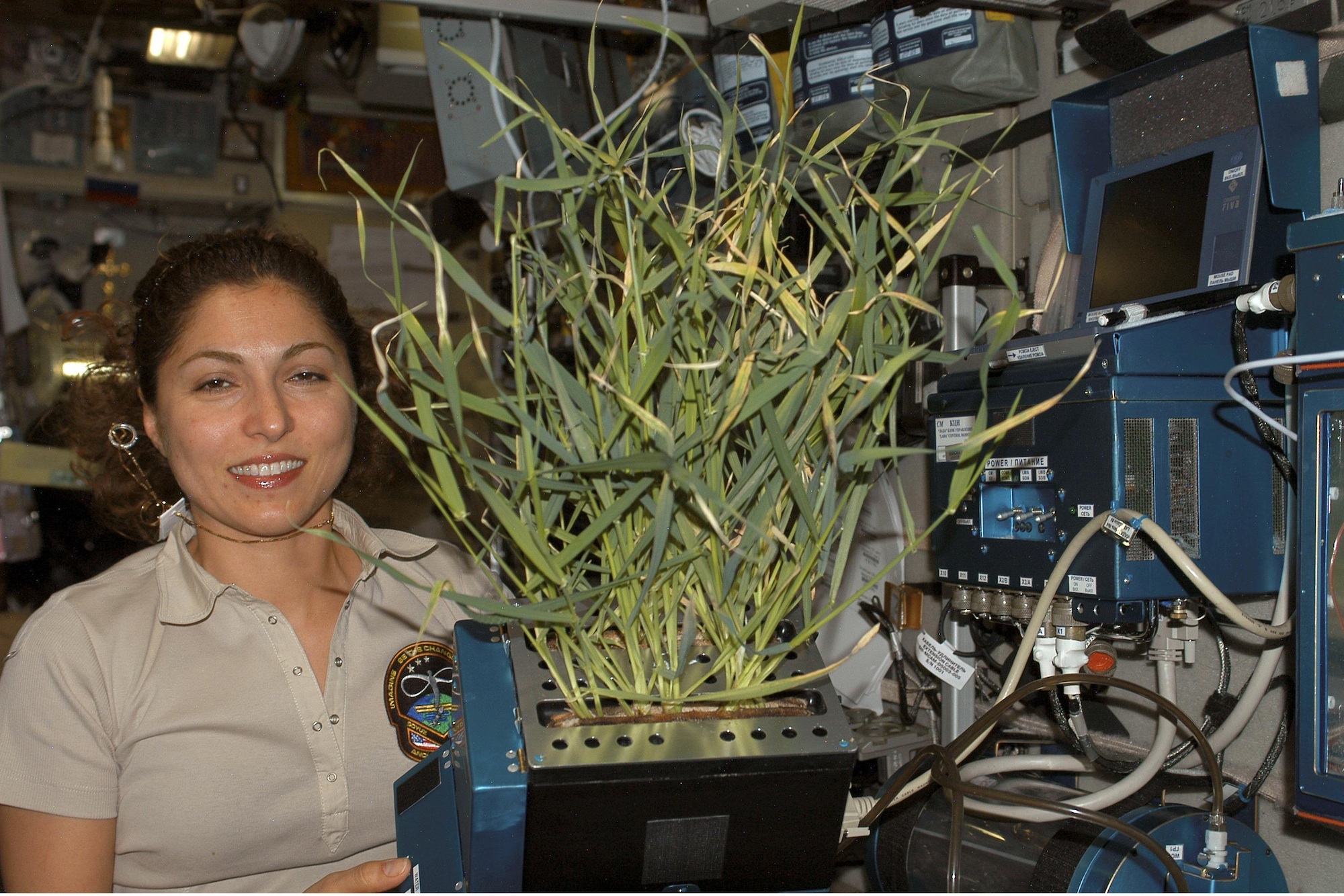 Первый овощ выращенный в космосе. Оранжерея Veggie МКС. Опыты с растениями на МКС (Международная Космическая станция). Космическая оранжерея МКС. Растения на космической станции.