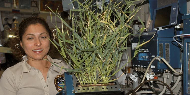 Space-Grown Vegetables Are Safe To Eat, Scientists Announce