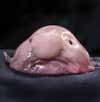 The blobfish is best known for being voted “the world’s ugliest animal” by the Ugly Animal Preservation Society, but its gelatinous form is notable for another reason: It enables the fish to inhabit waters thousands of feet deep off the coast of Australia, where pressure is several dozen times higher than at sea level. Because a swim bladder would be ineffective at such depths, the blobfish uses its whole jelly-like body for buoyancy.