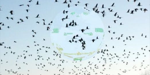 Birds Might Have a Built-In Head-Up Display Overlaying Navigation Data Onto Their Vision
