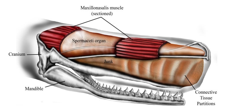 Diagram Of A Sperm Whale Head