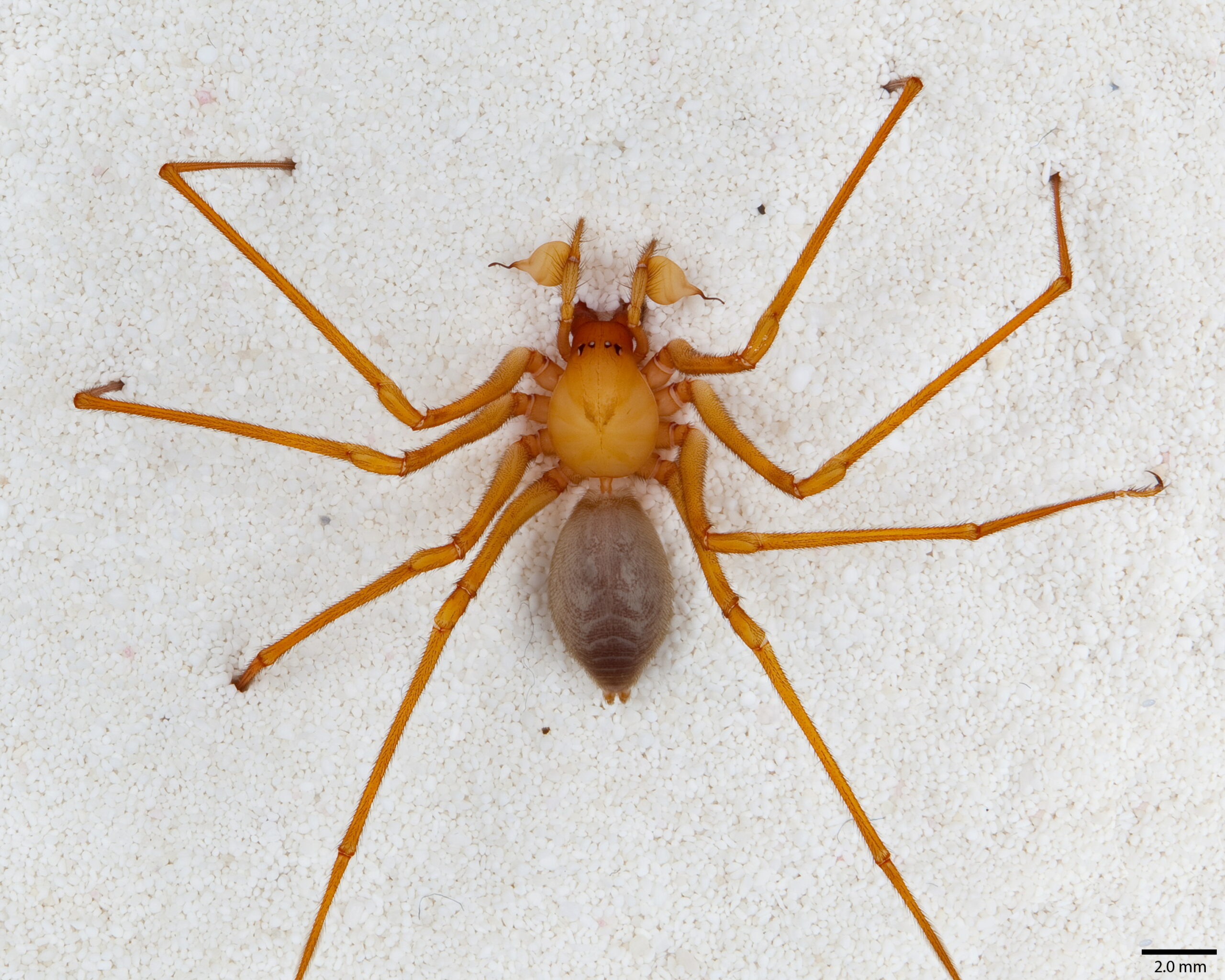 Giant Cave Spider Discovered in Oregon