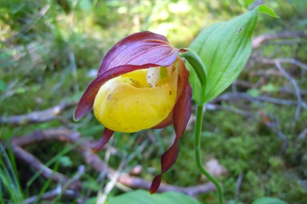 A ladyâs slipper orchid.