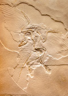 archaeopteryx cast