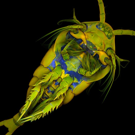 <strong>9th Place</strong> Dr. Jan Michels of Christian-Albrechts-Universität zu Kiel in Kiel, Germany shot this photo of a <em>Temora longicornis</em> (marine copepod) at 10X using confocal, autofluorescence and congo red fluorenscence.