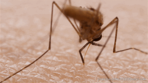 A mosquito 'sawing' into the skin
