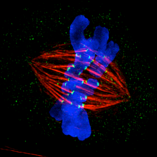 This is the winner of GE's Life Sciences Imaging Competition for 2012--it's a shot of a cancerous metaphase epithelial cell. It'll be displayed on a big billboard in Times Square as a prize!