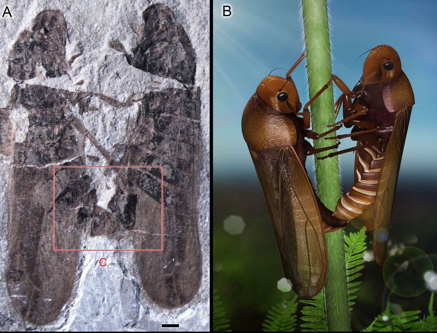 These Two Insects Have Been At It For 165 Million Years