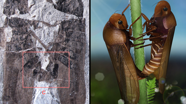 These Two Insects Have Been At It For 165 Million Years