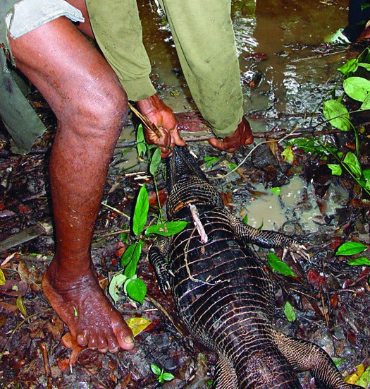A hunter in a wetland reserve in the Republic of Congo captures a rare dwarf crocodile. Poachers prize the animal for its meat, not its hide, which is hard like armor.
