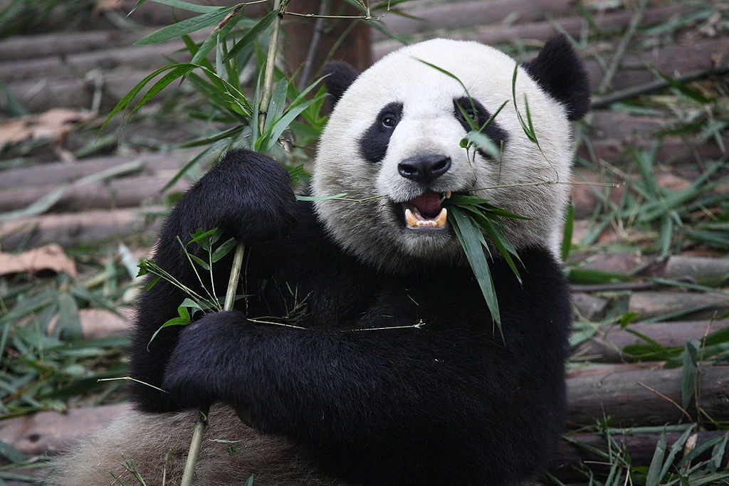 How To Argue With Someone Who Says 'Pandas Deserve To Die'