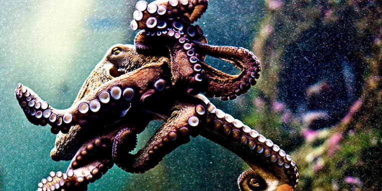 An Electronic Camouflage Cloak Inspired By Color-Changing Octopus Skin