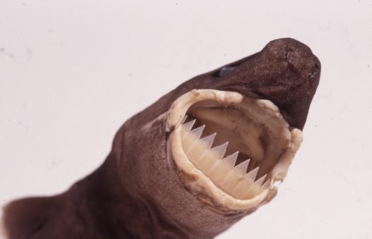 The cookiecutter shark is not named for its ordinaryness, but for something much creepier: it has a peculiar circular mouth and is known for taking plug-shaped bits out of other animals, including fish and marine mammals. It's very common and very weird.
