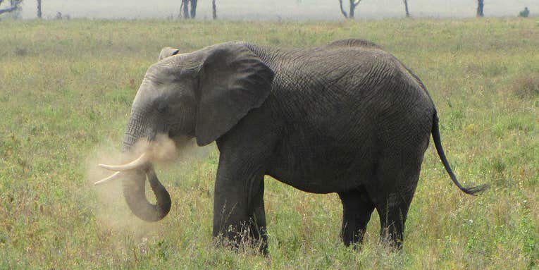 Elephants Hate Drones, Too