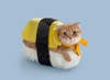 This adorable orange cat wearing a yellow blanket looks like an sushi omelet. Fortunately, this is just a photographic series of posters and postcards. Warning: do not eat.