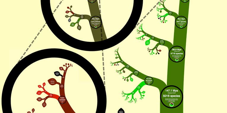 Interactive Fractal Tree of Life Zooms In On Earth’s Entire Evolutionary History