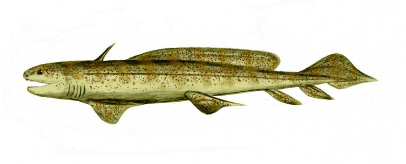 Orthacanthus